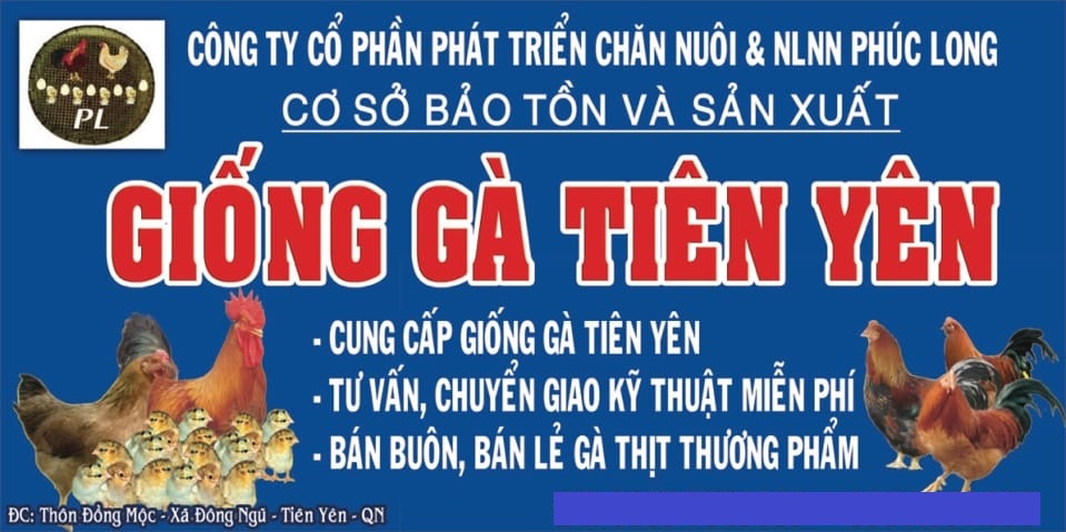 Gà Tiên Yên